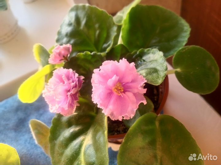 Комнатные цветы фиалки