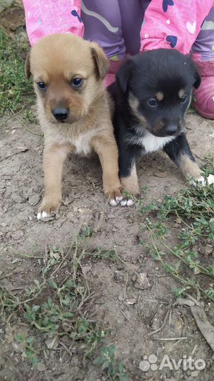 Щенки