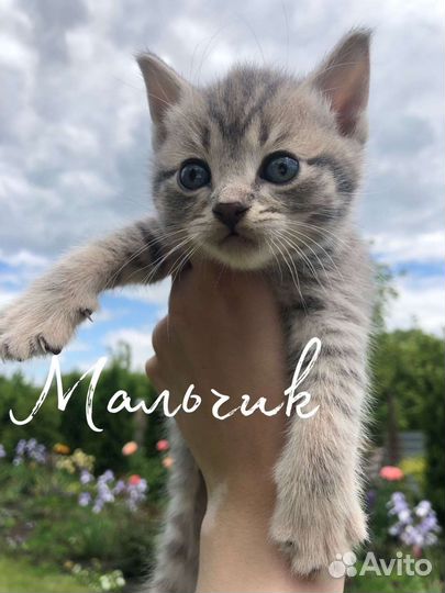 Кошка в дар бесплатно