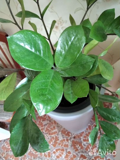 Замиокулькас