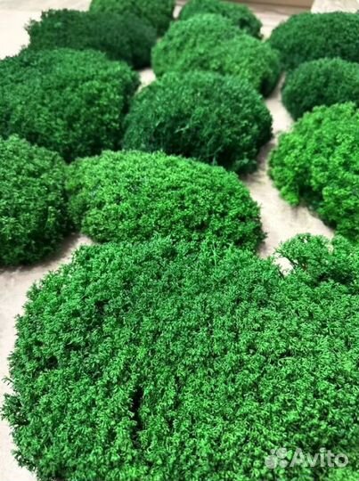 Мох кочка от производителя опт