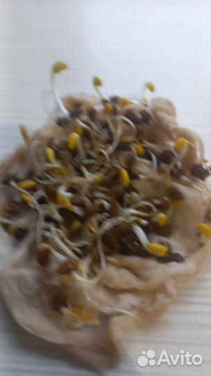 Семена суданки,люцерны,эспарцета.доставка бесплатн