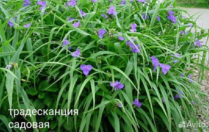 Уличные цветы