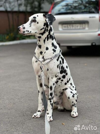 Вязка Далматин