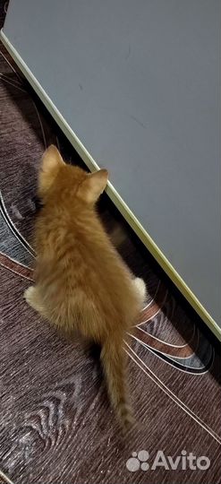 Кошка в дар бесплатно