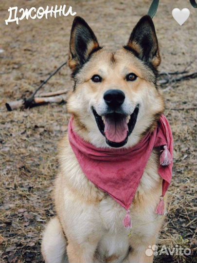 Джонни из приюта ищет дом