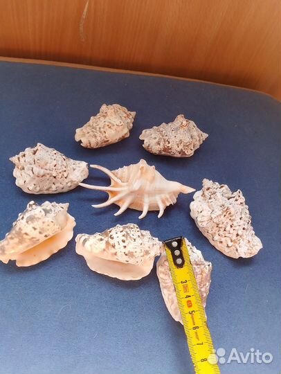 Ракушки разные