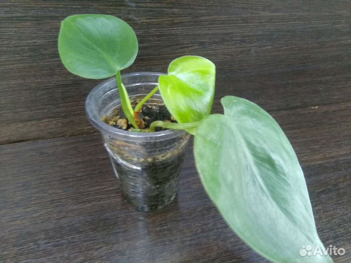 Филодендрон бразил