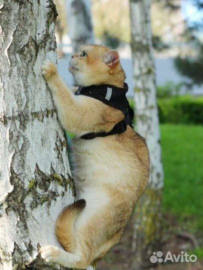 Вязка. Британская шиншилла ny12 кот