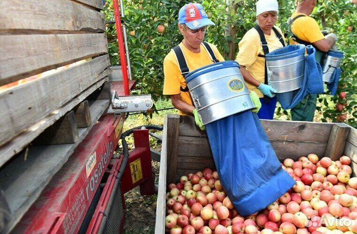 Вахта Сборщик