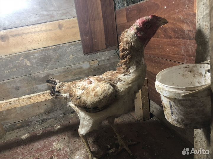 Бойцовая птица