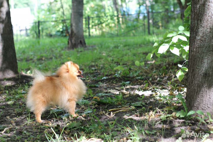 Померанский шпиц вязка