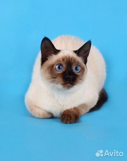 Вязка с тайским котиком