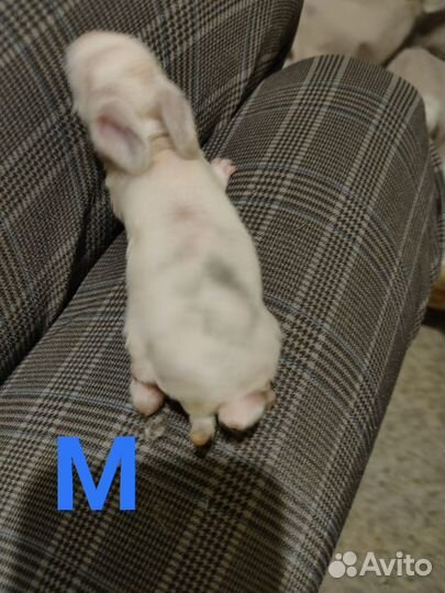 Декоративные карликовые кролики. Вислоухий баран