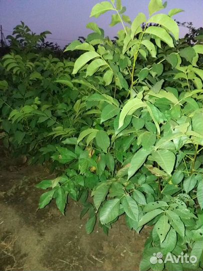 Саженцы грецкого ореха - зимостойкие