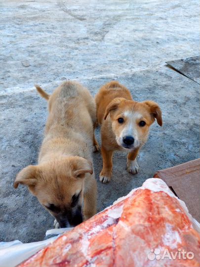 Лёгкое свиной и Говяжья