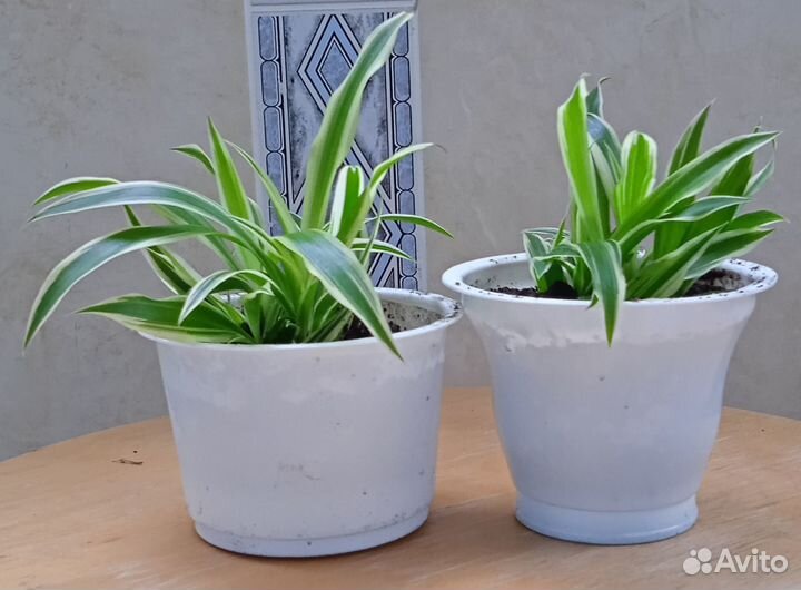 Хлорофитум