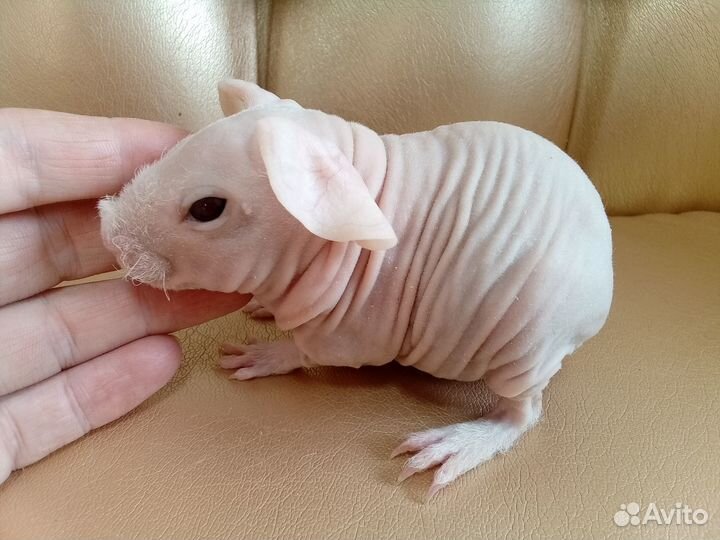 Морская свинка скинни