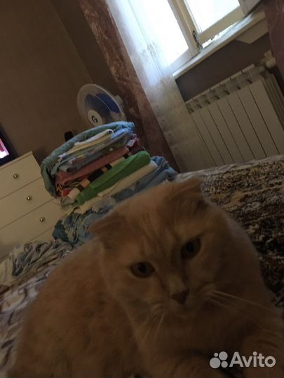 Кошки в добрые руки бесплатно