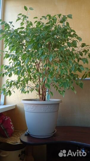 Фикус бенджамина,Шифлера