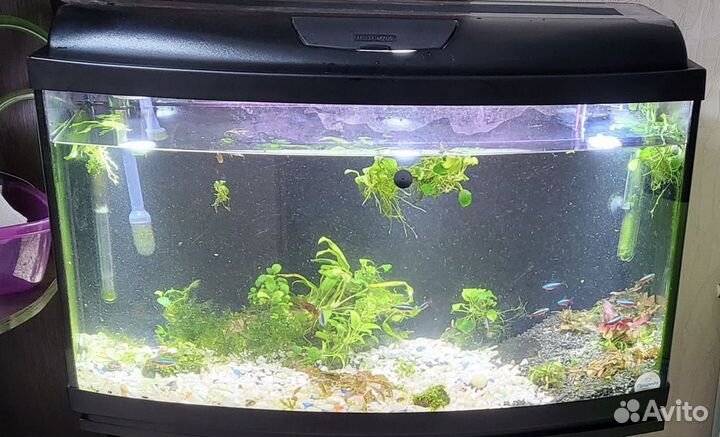 Аквариум