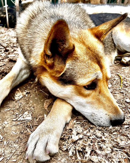 Восточноевропейская овчарка