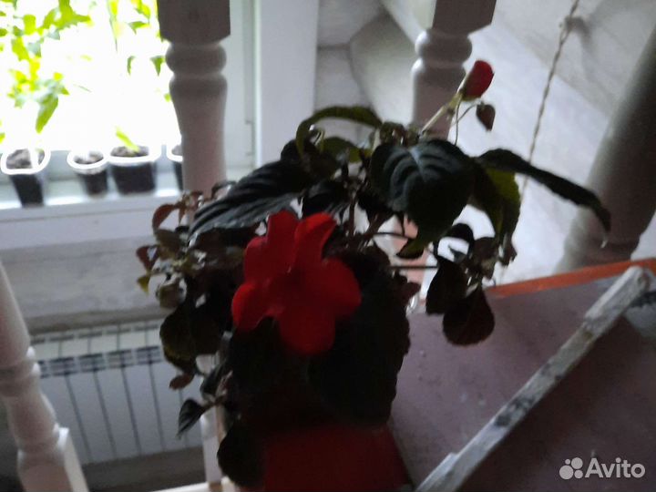 Бальзамин Уорена