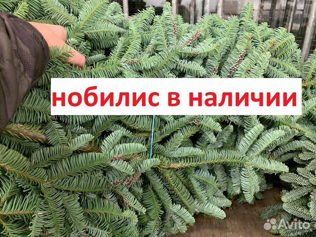 Ель Нобилис Лапник Ветки купить в Хабаровске | Товары для дома и дачи ...