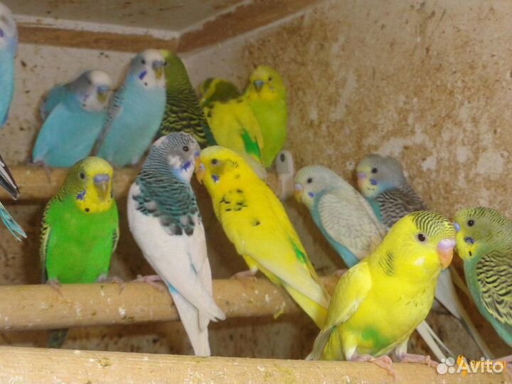 Волнистые попугайчики, малыши