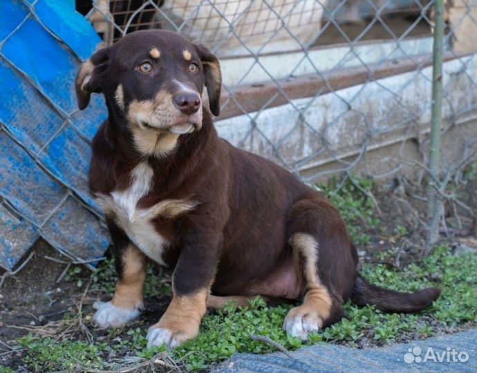 Шоколадный коротколапик в дар