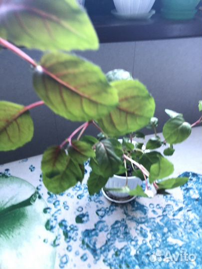 Комнатные растения цветы