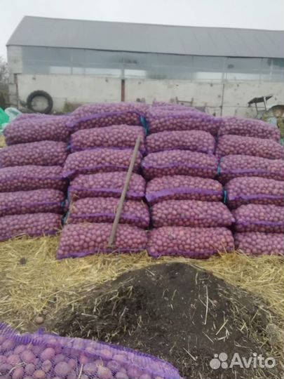 Семенной картофель рокко, мемфис, белороза,лабадия