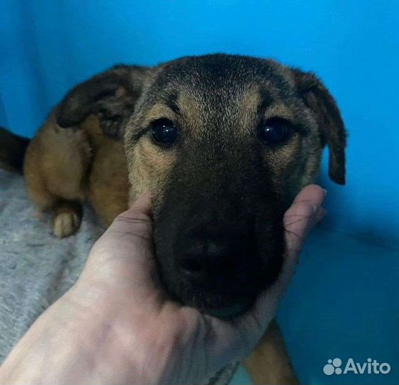 Маленькая Фокси и большие надежды обрести семью