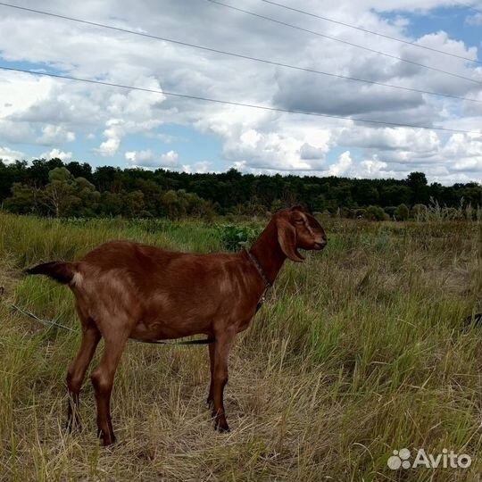 Англо нубийские козы