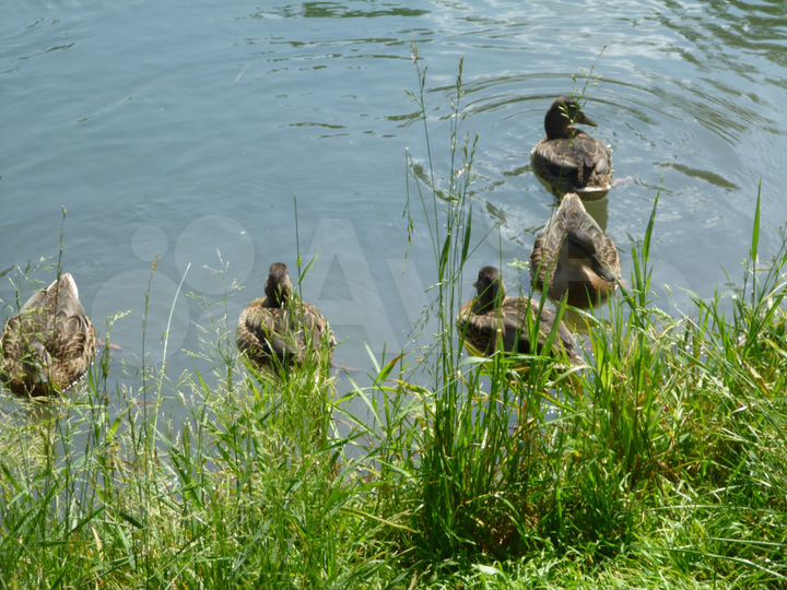 Дача 85 м² на участке 6 сот.