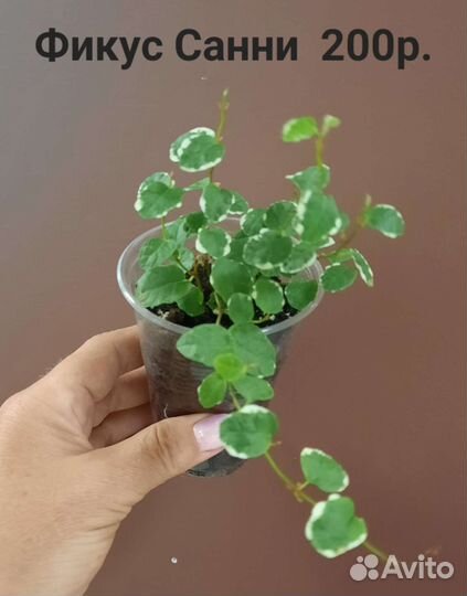 Сансевиерия, сингониумы, филодендроны