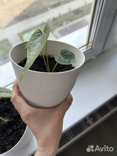 Антуриум красный (мужское счастье)