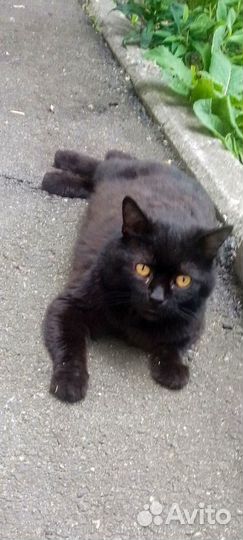 Котики и кошечка ищут добрых хозяев