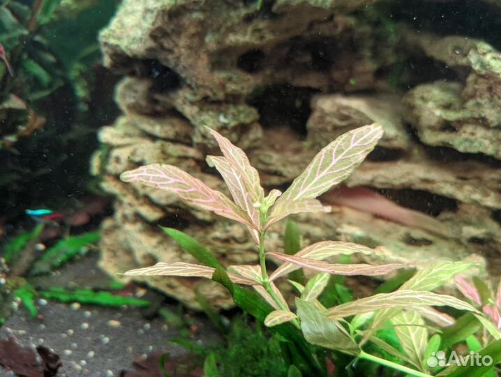 Гидрофила(растение для аквариума)