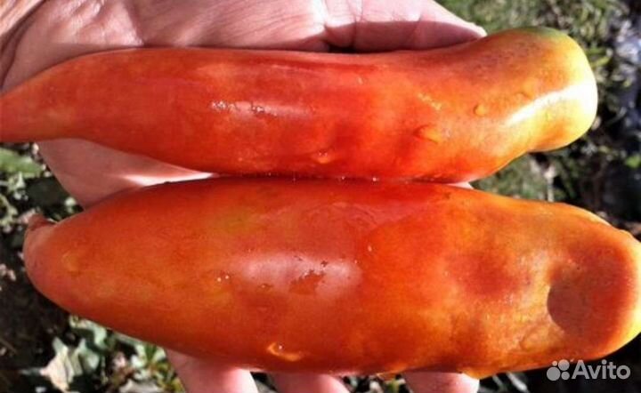 Томат Дядя Степа Великан семена