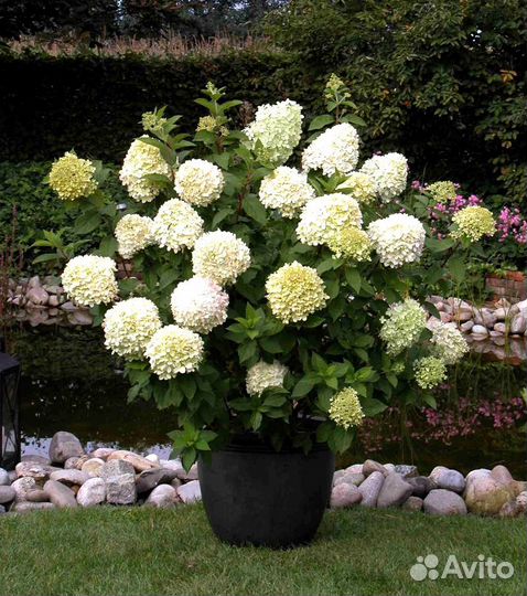 Саженцы плодовых деоевьев