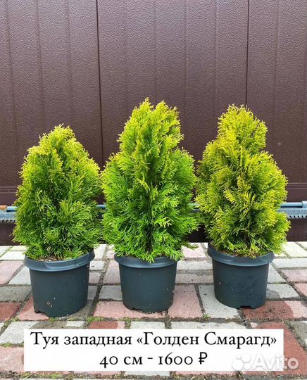 Компактные сорта туй