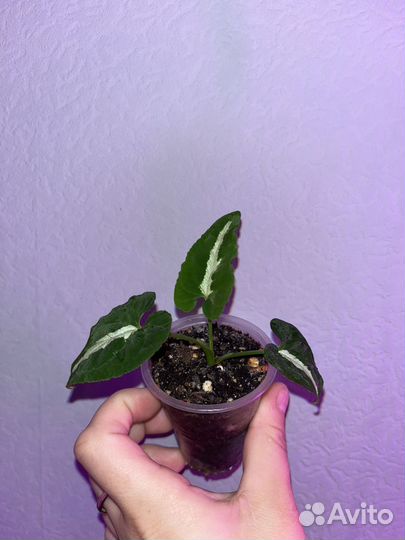 Сингониум вендланда