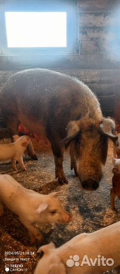 Поросята ландрас дюрок