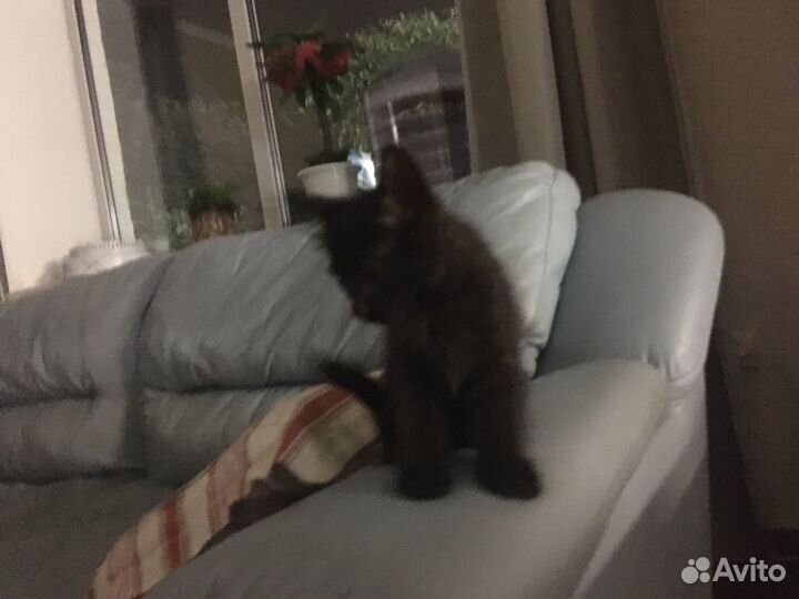 Отдам котенка в добрые руки