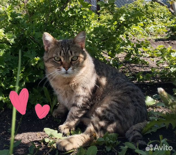 Кот в добрые руки