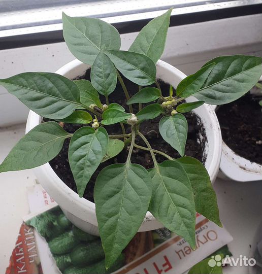 Перцы на подоконник