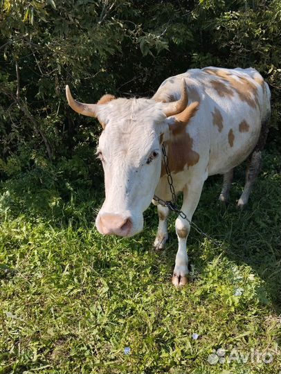 Корова дойная