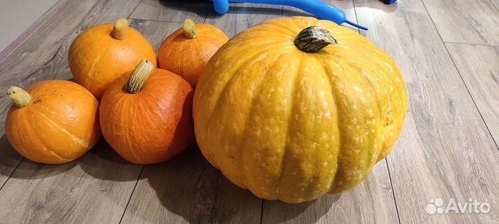 Тыква молодая деревенская