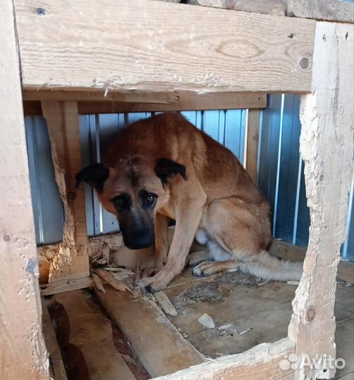 Крупный пёс